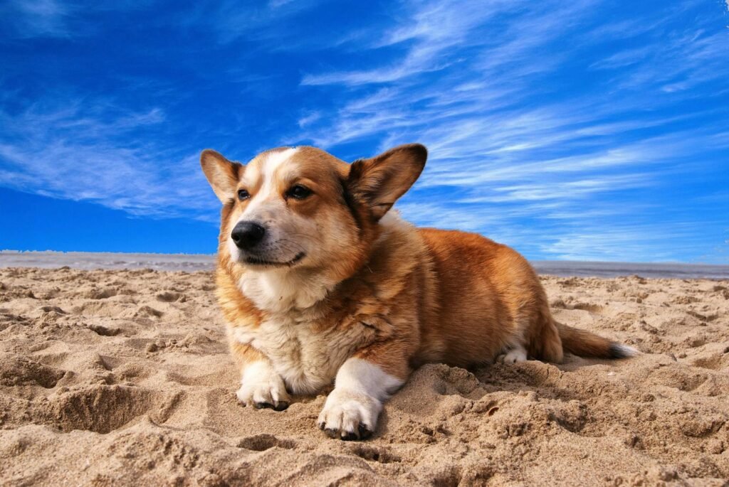 A cute corgi laying on a sunny beach, perfect for pet and summer themes.