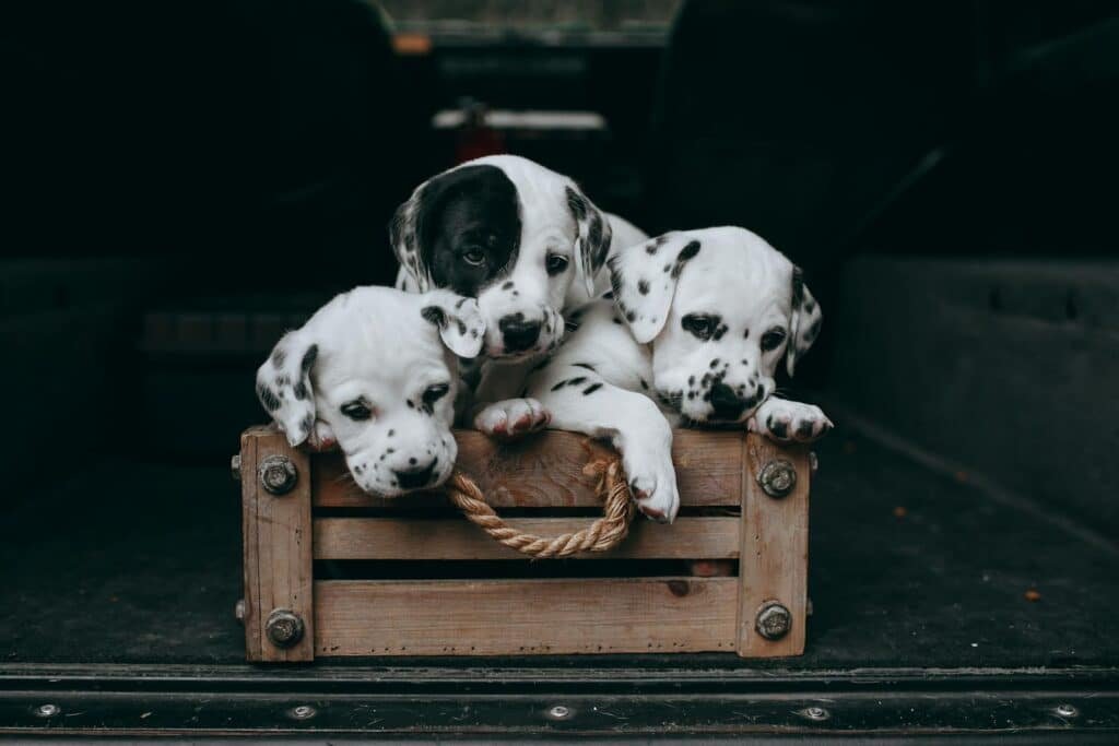 Three cute Dalmatian puppies nestled in a wooden crate, perfect portrait of innocence.