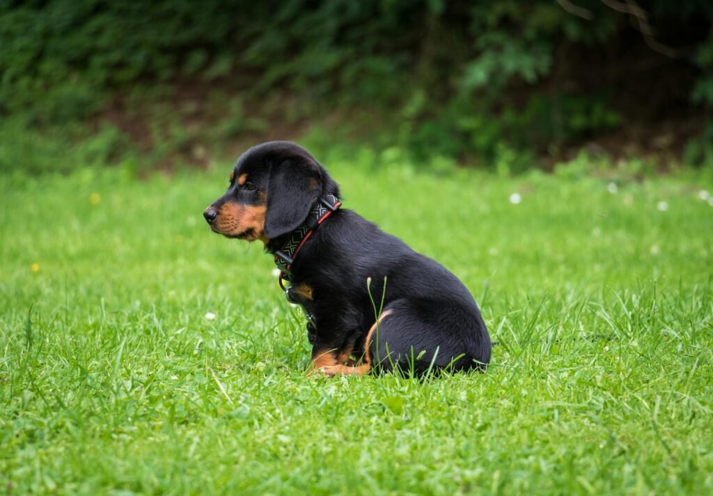 A cute puppy with a collar sits in a lush green field, enjoying the day.