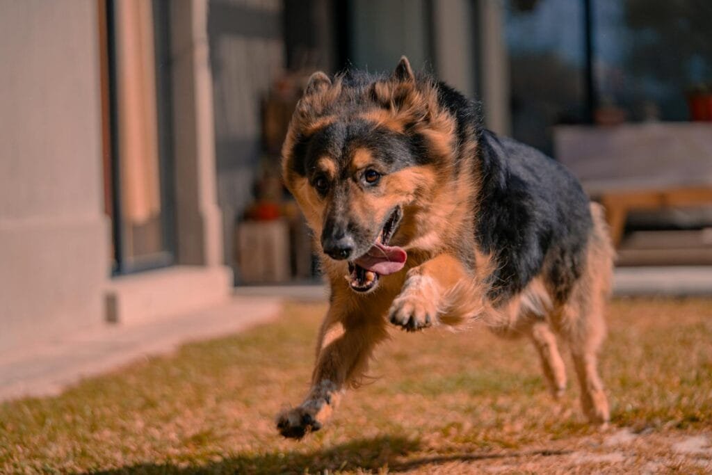 A lively German Shepherd mid-run in a sunlit yard, showcasing agility and joy.