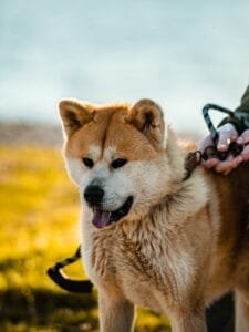 Read more about the article Mastering Akita Dog Training: A Step-by-Step Guide